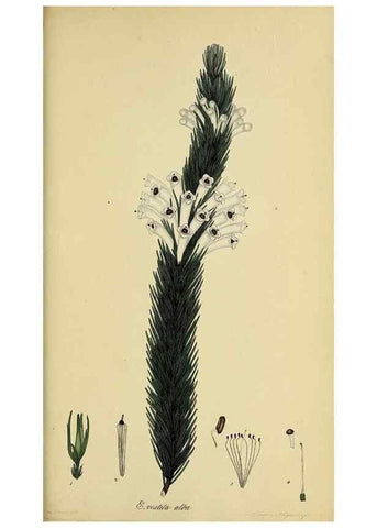 Reproducción/Reproduction 33993244488: The heathery, or, A monograph of the genus Erica :. London :Henry G. Bohn,1845.. 