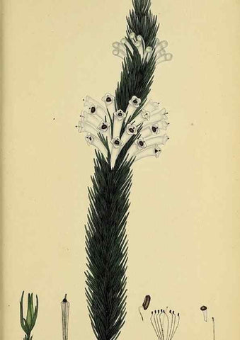 Reproducción/Reproduction 33993244488: The heathery, or, A monograph of the genus Erica :. London :Henry G. Bohn,1845.. 