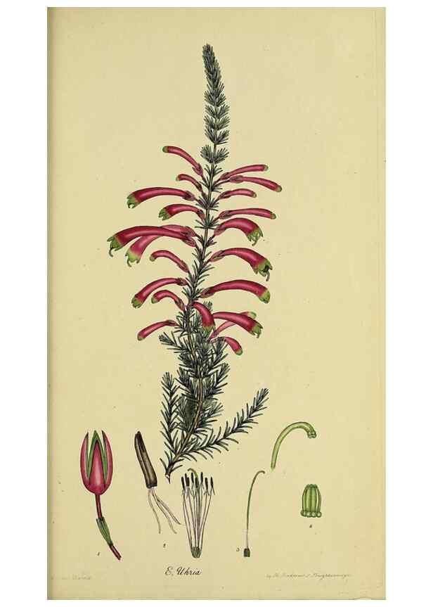 Reproducción/Reproduction 47818253172: The heathery, or, A monograph of the genus Erica :. London :Henry G. Bohn,1845.. 