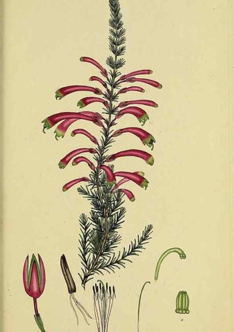 Reproducción/Reproduction 47818253172: The heathery, or, A monograph of the genus Erica :. London :Henry G. Bohn,1845.. 