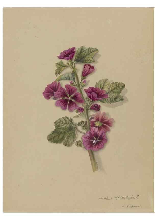 Reproducción/Reproduction 47965106706: Deborah Griscom Passmore watercolor album.. [ca. 1911]. 