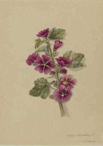 Reproducción/Reproduction 47965106706: Deborah Griscom Passmore watercolor album.. [ca. 1911]. 
