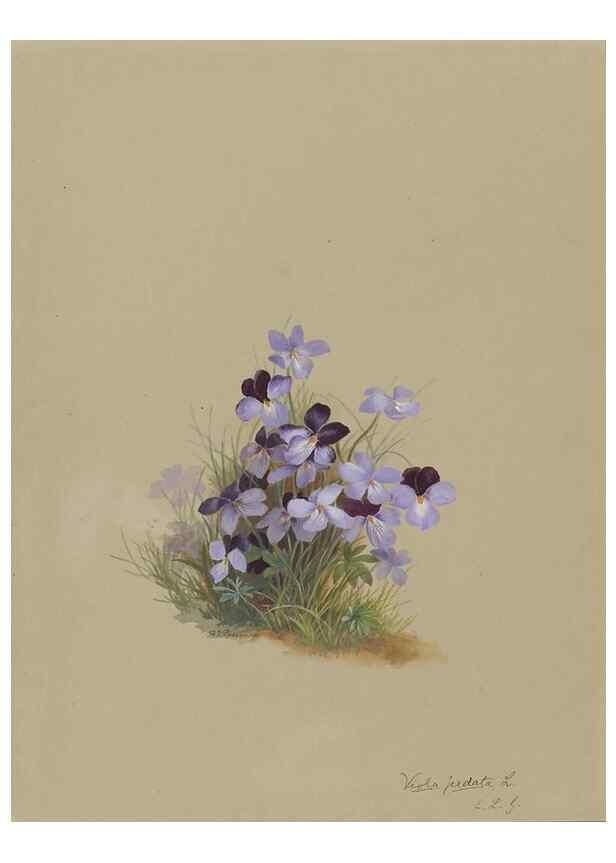 Reproducción/Reproduction 47965051282: Deborah Griscom Passmore watercolor album.. [ca. 1911]. 