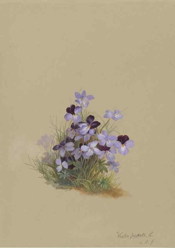 Reproducción/Reproduction 47965051282: Deborah Griscom Passmore watercolor album.. [ca. 1911]. 