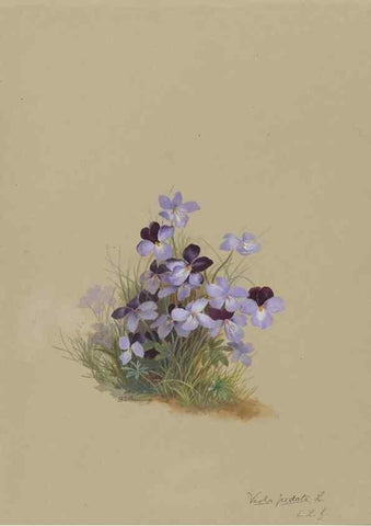Reproducción/Reproduction 47965051282: Deborah Griscom Passmore watercolor album.. [ca. 1911]. 
