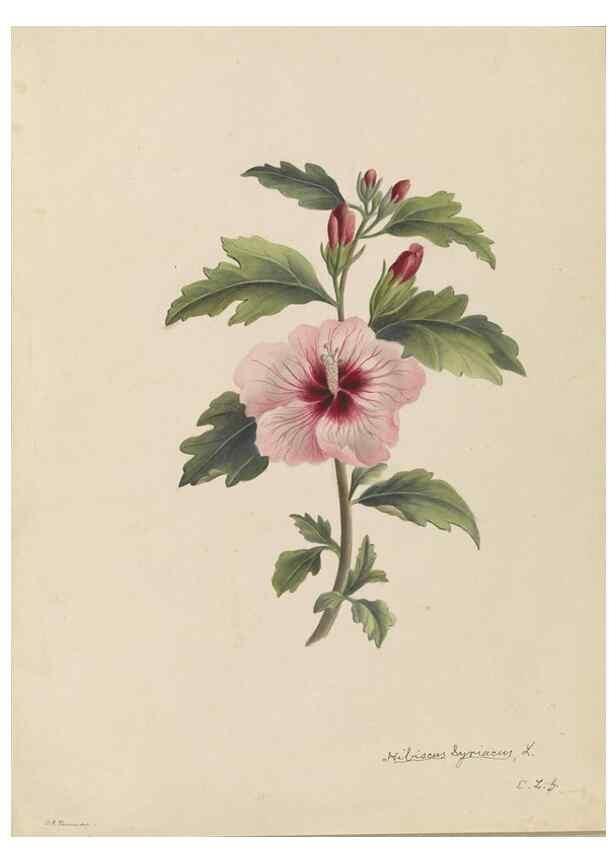 Reproducción/Reproduction 47965075813: Deborah Griscom Passmore watercolor album.. [ca. 1911]. 