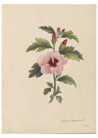 Reproducción/Reproduction 47965075813: Deborah Griscom Passmore watercolor album.. [ca. 1911]. 