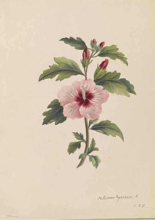 Reproducción/Reproduction 47965075813: Deborah Griscom Passmore watercolor album.. [ca. 1911]. 