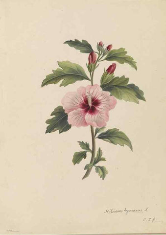 Reproducción/Reproduction 47965075813: Deborah Griscom Passmore watercolor album.. [ca. 1911]. 