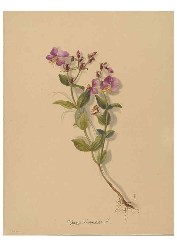 Reproducción/Reproduction 47965052312: Deborah Griscom Passmore watercolor album.. [ca. 1911]. 