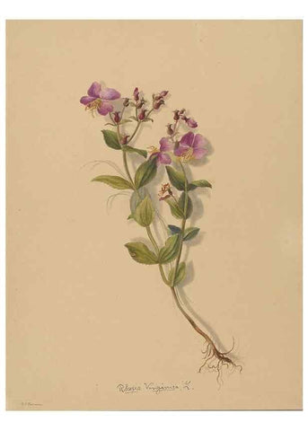 Reproducción/Reproduction 47965052312: Deborah Griscom Passmore watercolor album.. [ca. 1911]. 