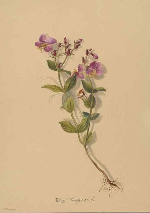 Reproducción/Reproduction 47965052312: Deborah Griscom Passmore watercolor album.. [ca. 1911]. 