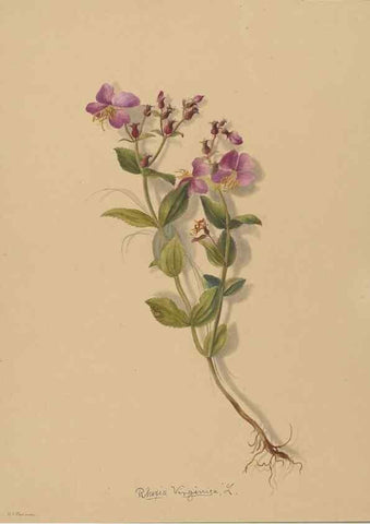 Reproducción/Reproduction 47965052312: Deborah Griscom Passmore watercolor album.. [ca. 1911]. 