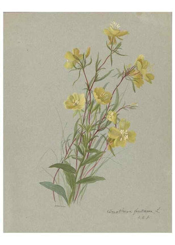 Reproducción/Reproduction 47965052842: Deborah Griscom Passmore watercolor album.. [ca. 1911]. 