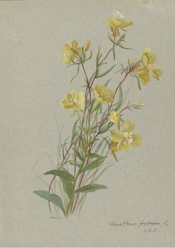 Reproducción/Reproduction 47965052842: Deborah Griscom Passmore watercolor album.. [ca. 1911]. 