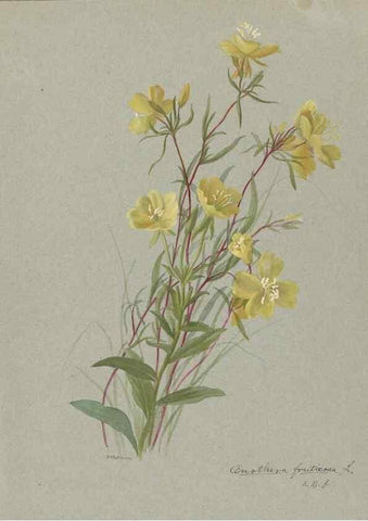 Reproducción/Reproduction 47965052842: Deborah Griscom Passmore watercolor album.. [ca. 1911]. 
