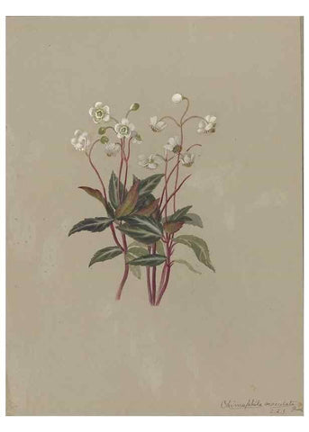 Reproducción/Reproduction 47965053222: Deborah Griscom Passmore watercolor album.. [ca. 1911]. 