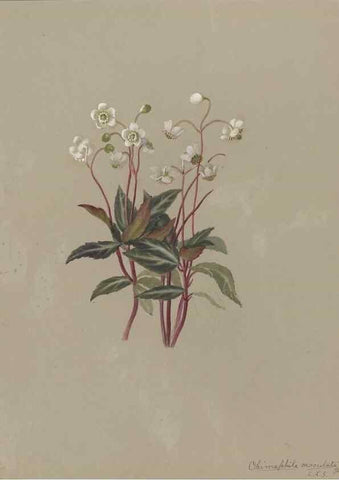 Reproducción/Reproduction 47965053222: Deborah Griscom Passmore watercolor album.. [ca. 1911]. 