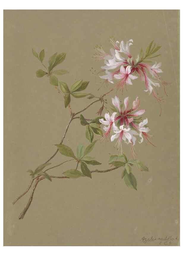 Reproducción/Reproduction 47965109906: Deborah Griscom Passmore watercolor album.. [ca. 1911]. 