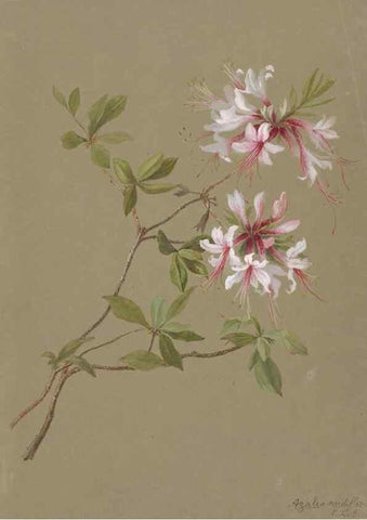 Reproducción/Reproduction 47965109906: Deborah Griscom Passmore watercolor album.. [ca. 1911]. 