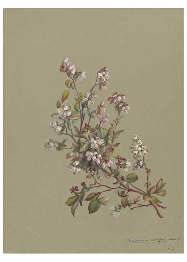 Reproducción/Reproduction 47965078388: Deborah Griscom Passmore watercolor album.. [ca. 1911]. 