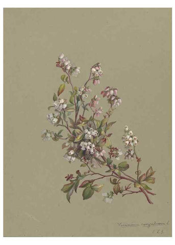Reproducción/Reproduction 47965078388: Deborah Griscom Passmore watercolor album.. [ca. 1911]. 