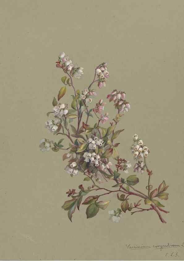 Reproducción/Reproduction 47965078388: Deborah Griscom Passmore watercolor album.. [ca. 1911]. 