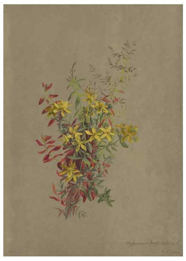 Reproducción/Reproduction 47965110731: Deborah Griscom Passmore watercolor album.. [ca. 1911]. 