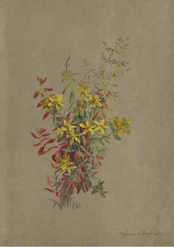 Reproducción/Reproduction 47965110731: Deborah Griscom Passmore watercolor album.. [ca. 1911]. 