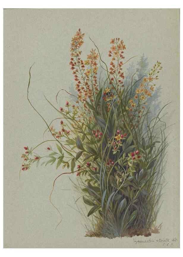 Reproducción/Reproduction 47965055192: Deborah Griscom Passmore watercolor album.. [ca. 1911]. 