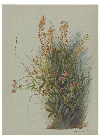 Reproducción/Reproduction 47965055192: Deborah Griscom Passmore watercolor album.. [ca. 1911]. 