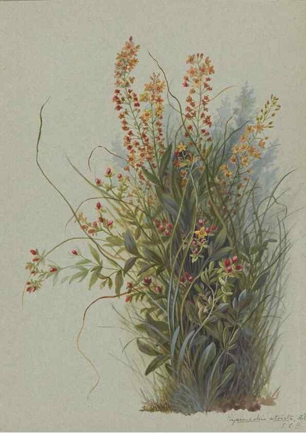 Reproducción/Reproduction 47965055192: Deborah Griscom Passmore watercolor album.. [ca. 1911]. 