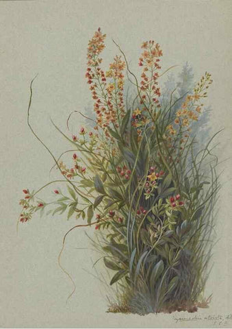 Reproducción/Reproduction 47965055192: Deborah Griscom Passmore watercolor album.. [ca. 1911]. 
