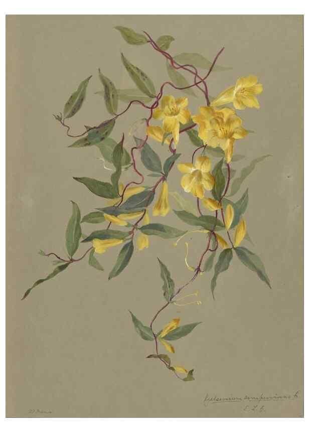 Reproducción/Reproduction 47965080038: Deborah Griscom Passmore watercolor album.. [ca. 1911]. 