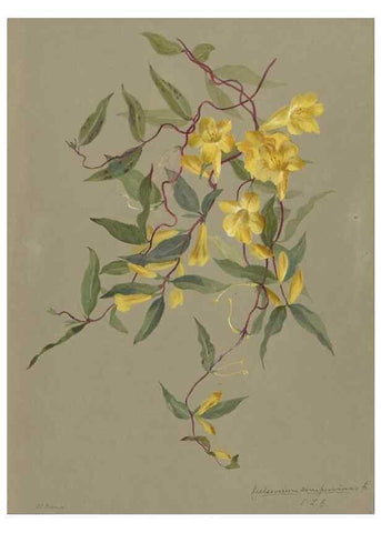 Reproducción/Reproduction 47965080038: Deborah Griscom Passmore watercolor album.. [ca. 1911]. 