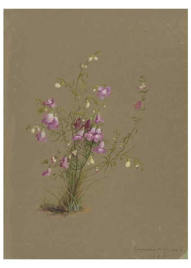 Reproducción/Reproduction 47965081233: Deborah Griscom Passmore watercolor album.. [ca. 1911]. 
