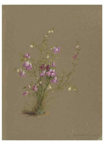 Reproducción/Reproduction 47965081233: Deborah Griscom Passmore watercolor album.. [ca. 1911]. 