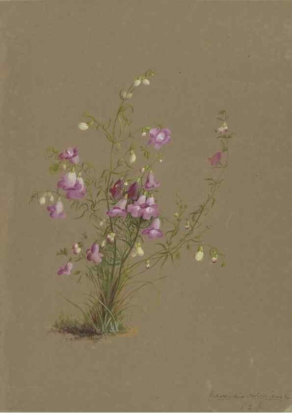 Reproducción/Reproduction 47965081233: Deborah Griscom Passmore watercolor album.. [ca. 1911]. 