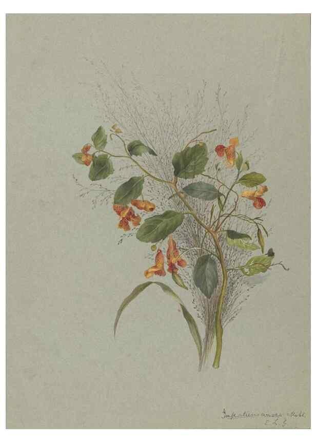Reproducción/Reproduction 47965074348: Deborah Griscom Passmore watercolor album.. [ca. 1911]. 