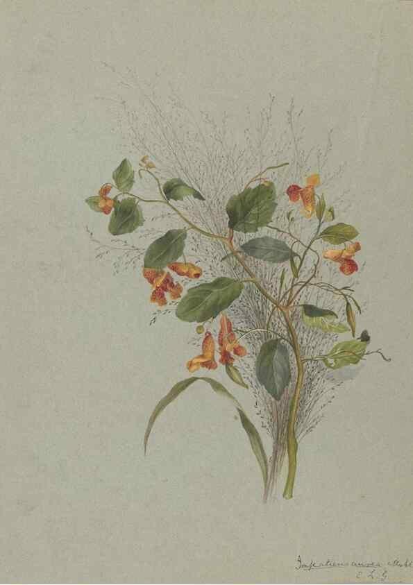 Reproducción/Reproduction 47965074348: Deborah Griscom Passmore watercolor album.. [ca. 1911]. 