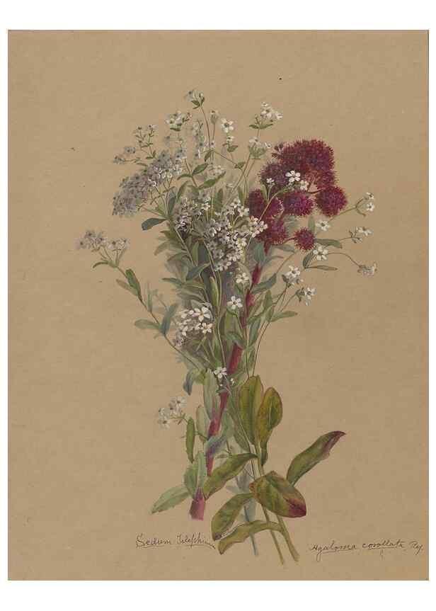 Reproducción/Reproduction 47965106016: Deborah Griscom Passmore watercolor album.. [ca. 1911]. 