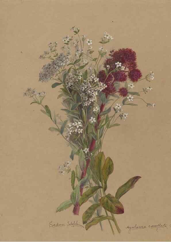 Reproducción/Reproduction 47965106016: Deborah Griscom Passmore watercolor album.. [ca. 1911]. 