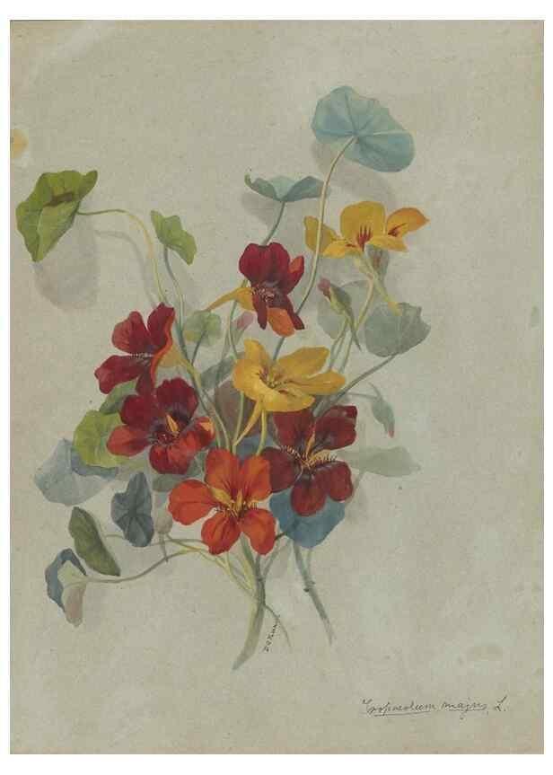 Reproducción/Reproduction 47965073613: Deborah Griscom Passmore watercolor album.. [ca. 1911]. 