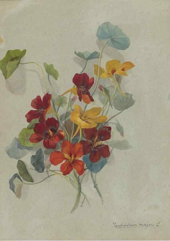 Reproducción/Reproduction 47965073613: Deborah Griscom Passmore watercolor album.. [ca. 1911]. 