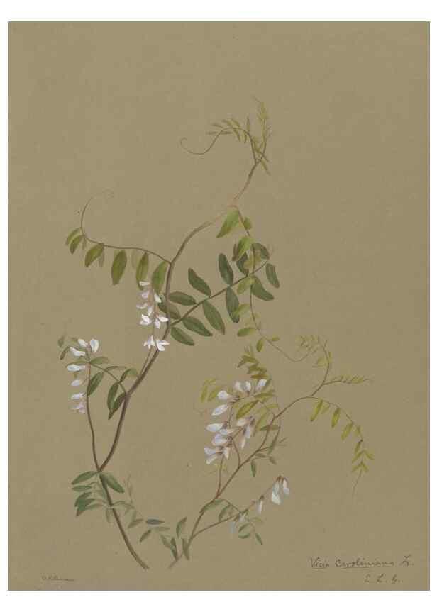 Reproducción/Reproduction 47965073213: Deborah Griscom Passmore watercolor album.. [ca. 1911]. 