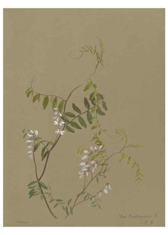 Reproducción/Reproduction 47965073213: Deborah Griscom Passmore watercolor album.. [ca. 1911]. 