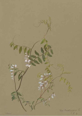Reproducción/Reproduction 47965073213: Deborah Griscom Passmore watercolor album.. [ca. 1911]. 