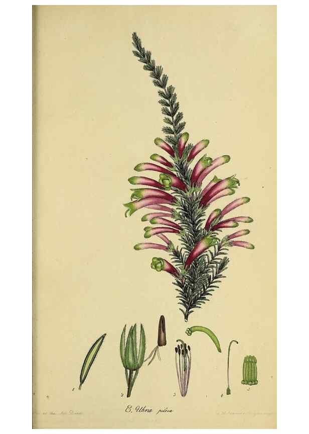 Reproducción/Reproduction 40903969243: The heathery, or, A monograph of the genus Erica :. London :Henry G. Bohn,1845.. 