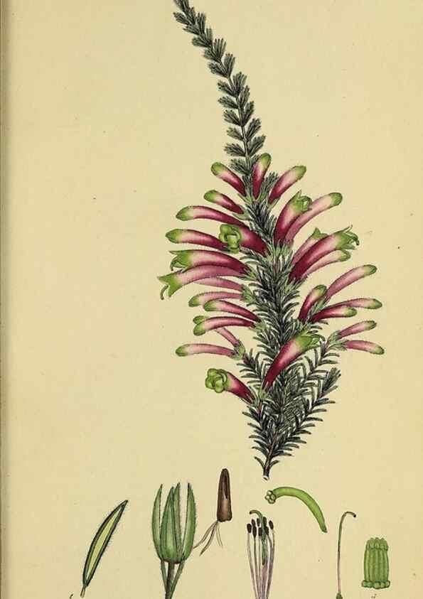Reproducción/Reproduction 40903969243: The heathery, or, A monograph of the genus Erica :. London :Henry G. Bohn,1845.. 