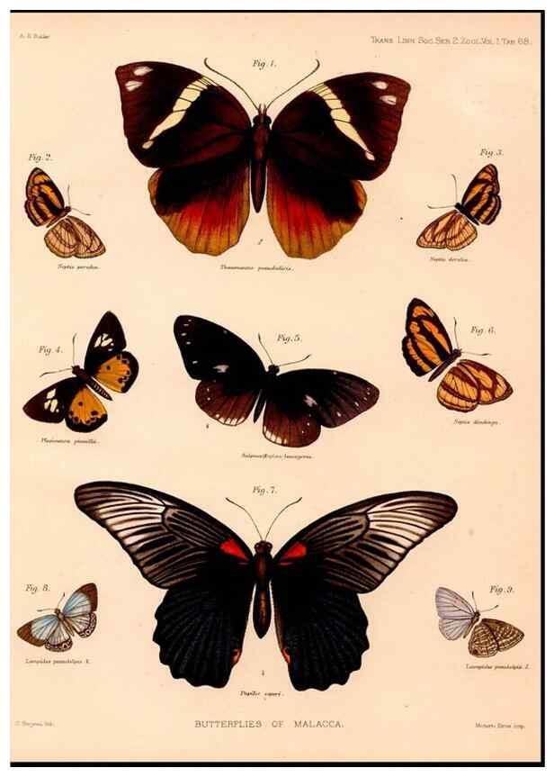 Reproducción/Reproduction 47951130807: The butterflies of Malacca /. London :The Society,1879.. 